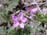 Pin Clover - Erodium cicutarium