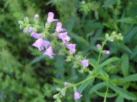 Prairie Brazoria - Warnockia scutellarioides