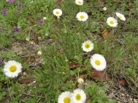 Prairie Fleabane - Erigeron modestus