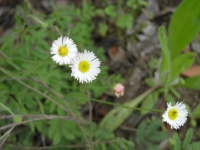 Prairie Fleabane - Erigeron modestus