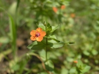 Scarlet Pimpernel - Anagallis arvensis