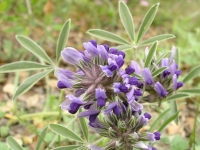 Scurf-Pea - Psoralea latestipulata