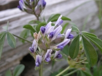 Scurf-Pea - Psoralea latestipulata