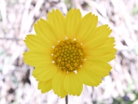 Slender-Stem Bitterweed - Hymenoxys scaposa