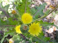 Sow-Thistle - Sonchus