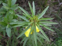 Square-Bud Primrose - Calyophus Drummondianus