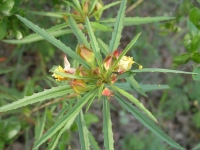 Square-Bud Primrose - Calyophus Drummondianus