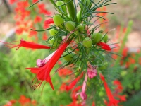 Standing Cypress - Ipomopsis rubra