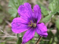 Stork's Bill - Erodium texanum