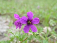 Stork's Bill - Erodium texanum