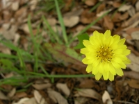 Texas Dandelion - Pyrrhopappus multicaulis