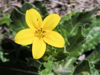 Texas Star - Lindheimera texana