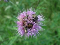 Texas Thistle - Cirsium texanum