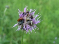 Texas Thistle - Cirsium texanum