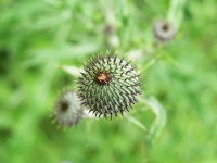 Texas Thistle - Cirsium texanum