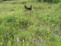 Theo in the wildflower meadow