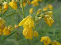 Two-Leaved Senna - Cassia Roemeriana