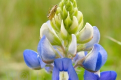 Texas Bluebonnet - Lupinus texensis