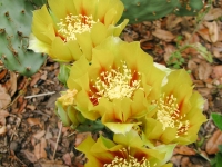 Prickly Pear - Opuntia macrorhiza