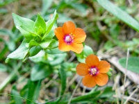 Scarlet Pimpernel - Anagallis arvensis