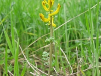 Scrambled Eggs - Corydalis curvisiliqua