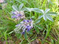 Scurf-Pea - Psoralea latestipulata