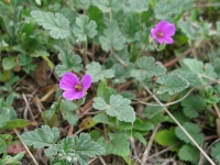 Stork's Bill - Erodium texanum