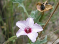 Texas Bindweed - Convolvulvus equitanus