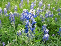 Texas Bluebonnet - Lupinus texensis