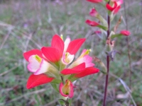 Texas Paintbrush - Castilleja indivisa