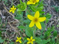 Texas Star - Lindheimera texana